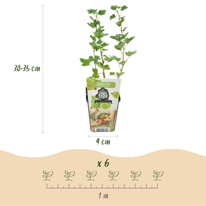 Kruisbes - Ribes uva-crispa Hinnonmaki Grun - Winterhard - 3 Planten - Forestbloom