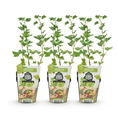 Kruisbes - Ribes uva-crispa Hinnonmaki Grun - Winterhard - 3 Planten - Forestbloom
