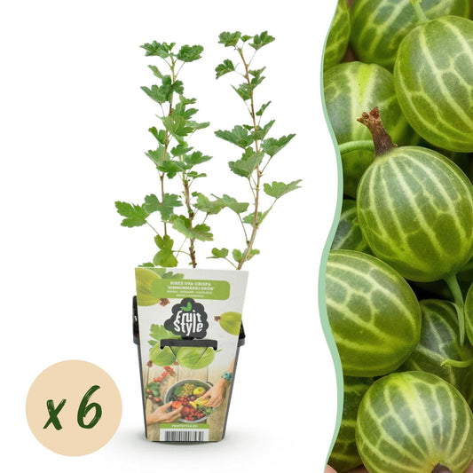 Kruisbes - Ribes uva-crispa Hinnonmaki Grun - Winterhard - 6 Planten - Forestbloom