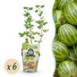 Kruisbes - Ribes uva-crispa Hinnonmaki Grun - Winterhard - 6 Planten - Forestbloom