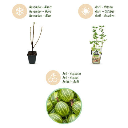 Kruisbes - Ribes uva-crispa Hinnonmaki Grun - Winterhard - 6 Planten - Forestbloom