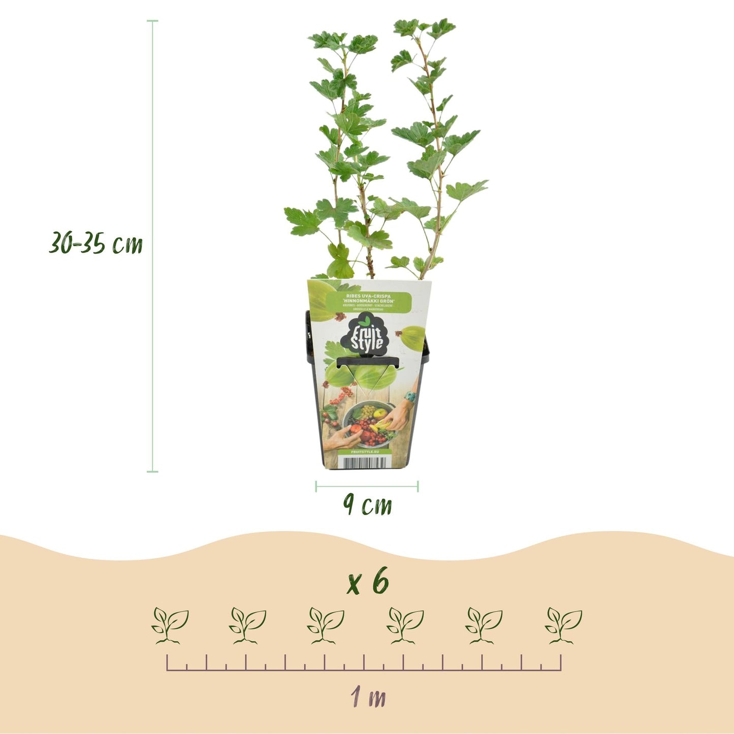 Kruisbes - Ribes uva-crispa Hinnonmaki Grun - Winterhard - 6 Planten - Forestbloom