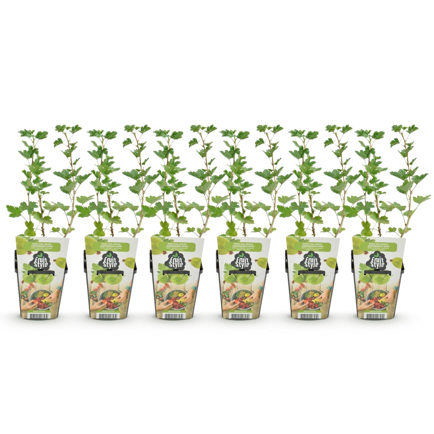 Kruisbes - Ribes uva-crispa Hinnonmaki Grun - Winterhard - 6 Planten - Forestbloom