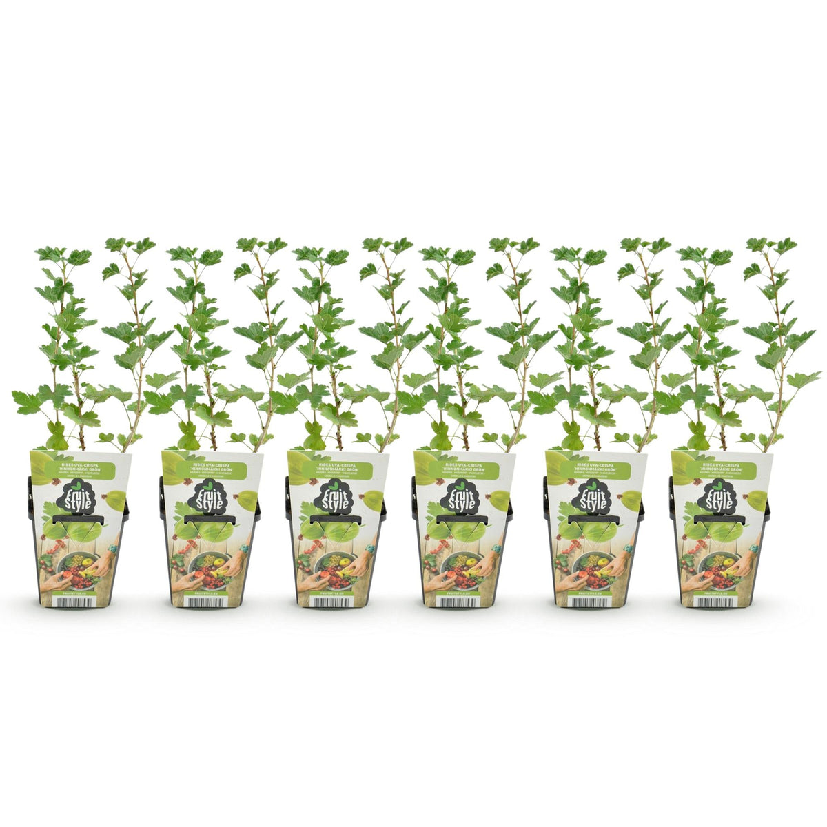 Kruisbes - Ribes uva-crispa Hinnonmaki Grun - Winterhard - 6 Planten - Forestbloom