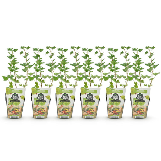 Kruisbes - Ribes uva-crispa Hinnonmaki Grun - Winterhard - 6 Planten - Forestbloom
