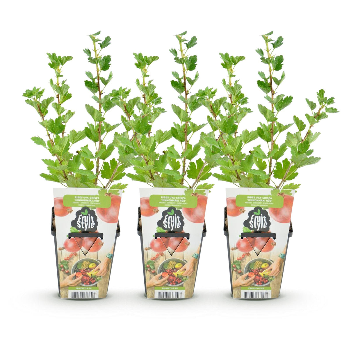 Kruisbes - Ribes uva-crispa Hinnonmaki Rod - Winterhard - 3 Planten - Forestbloom