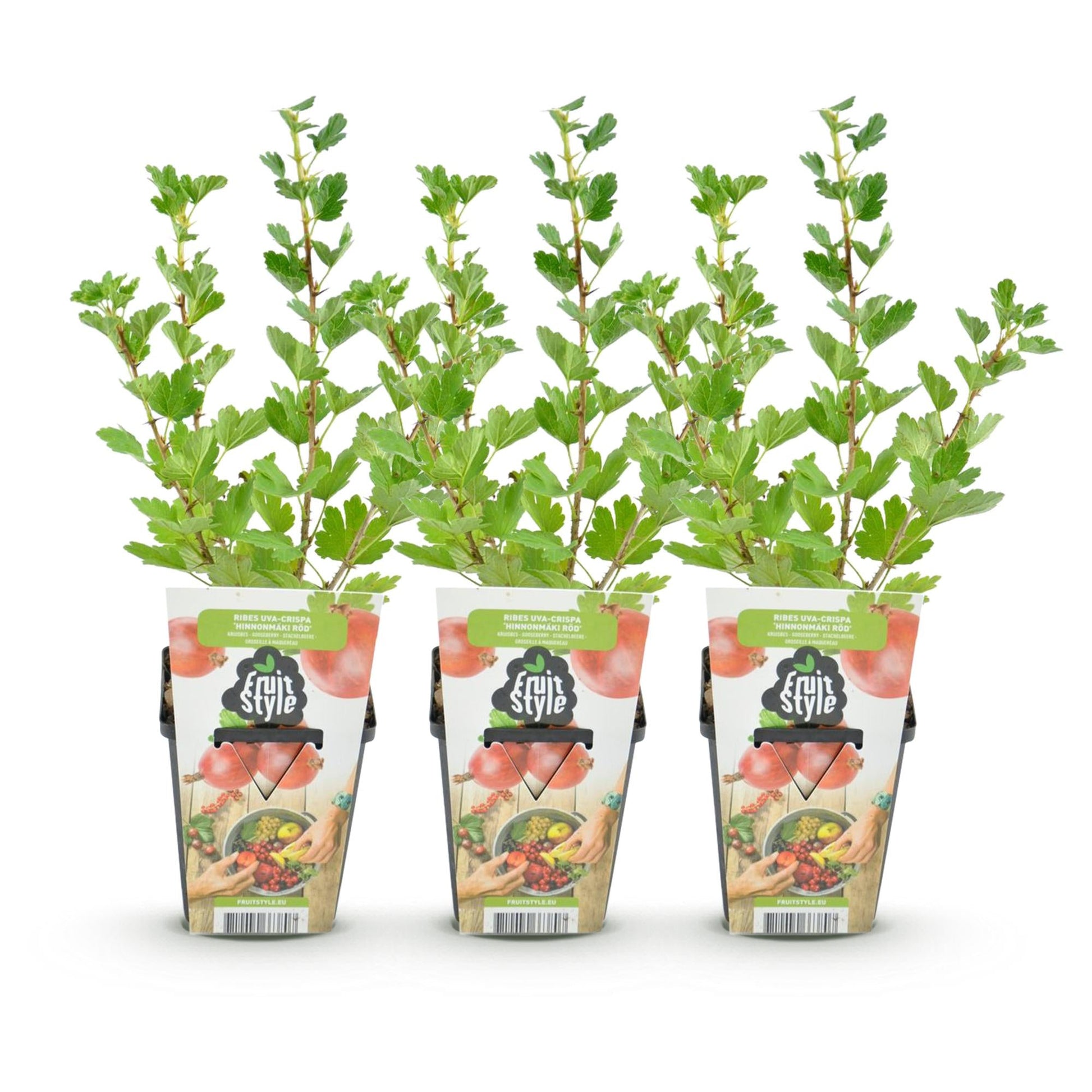 Kruisbes - Ribes uva-crispa Hinnonmaki Rod - Winterhard - 3 Planten - Forestbloom