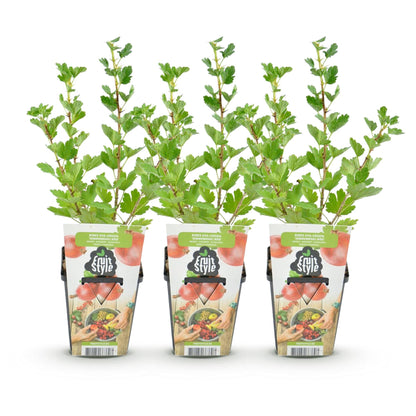 Kruisbes - Ribes uva-crispa Hinnonmaki Rod - Winterhard - 3 Planten - Forestbloom