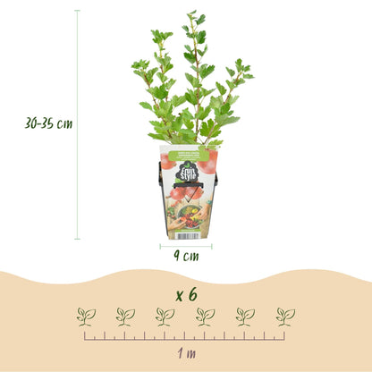 Kruisbes - Ribes uva-crispa Hinnonmaki Rod - Winterhard - 3 Planten - Forestbloom