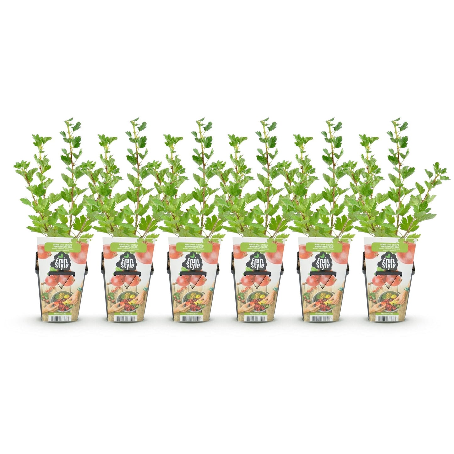 Kruisbes - Ribes uva-crispa Hinnonmaki Rod - Winterhard - 6 Planten - Forestbloom