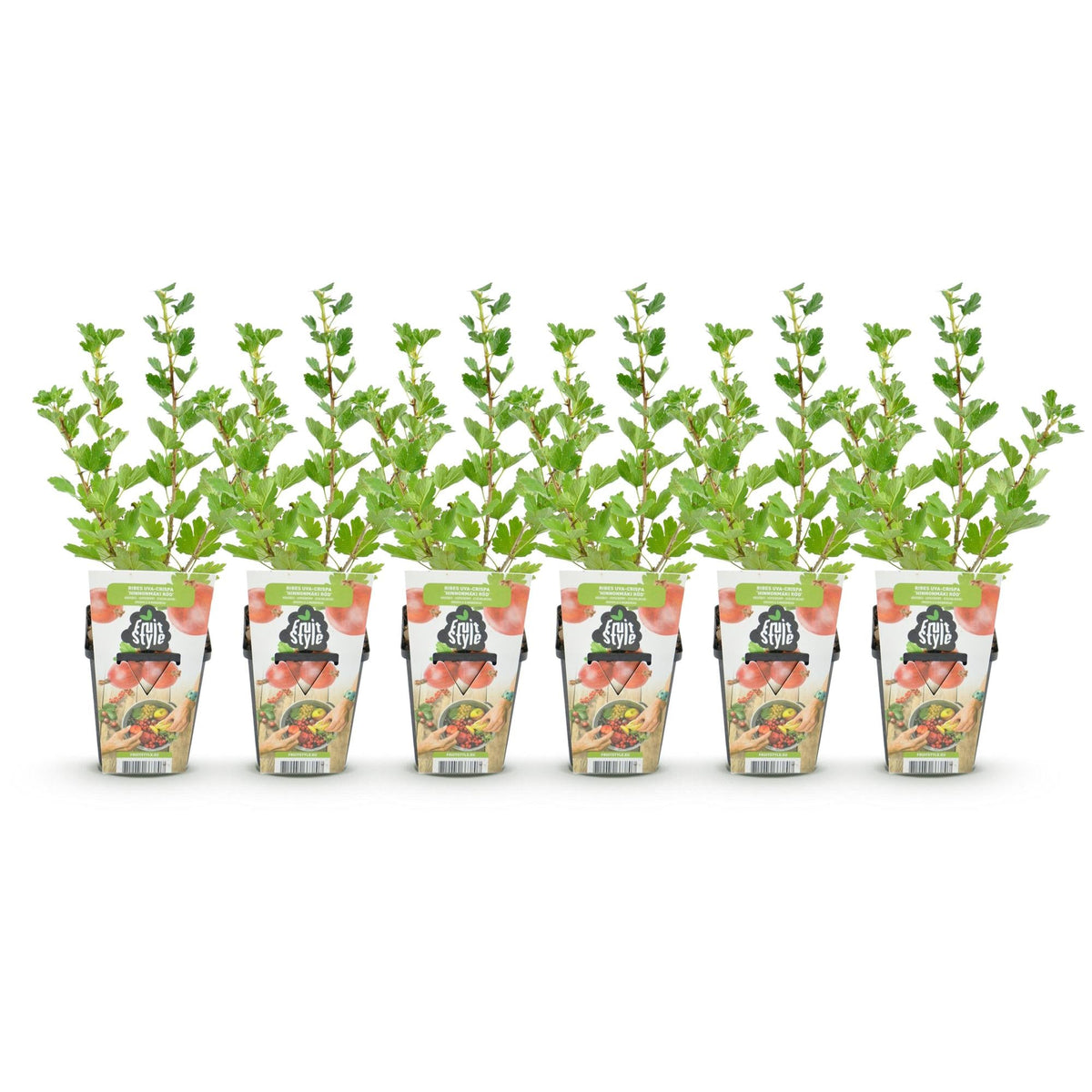 Kruisbes - Ribes uva-crispa Hinnonmaki Rod - Winterhard - 6 Planten - Forestbloom
