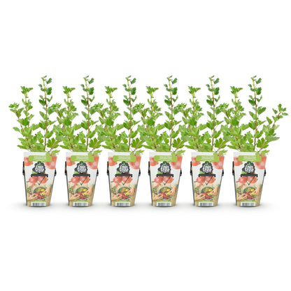 Kruisbes - Ribes uva-crispa Hinnonmaki Rod - Winterhard - 6 Planten - Forestbloom