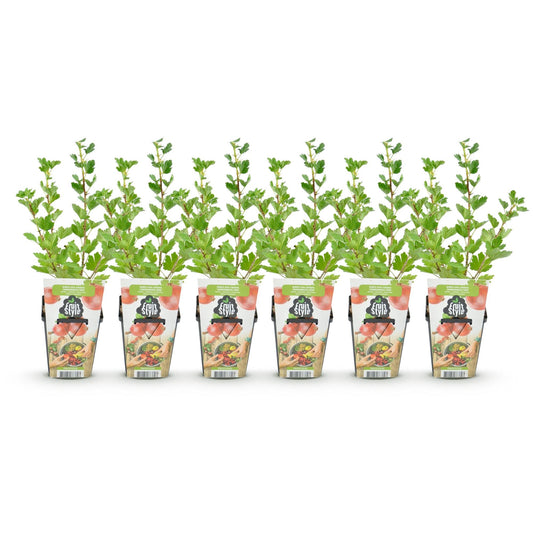 Kruisbes - Ribes uva-crispa Hinnonmaki Rod - Winterhard - 6 Planten - Forestbloom