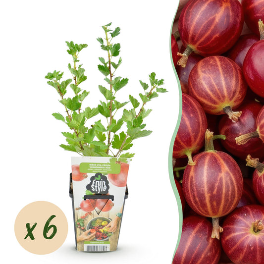 Kruisbes - Ribes uva-crispa Hinnonmaki Rod - Winterhard - 6 Planten - Forestbloom