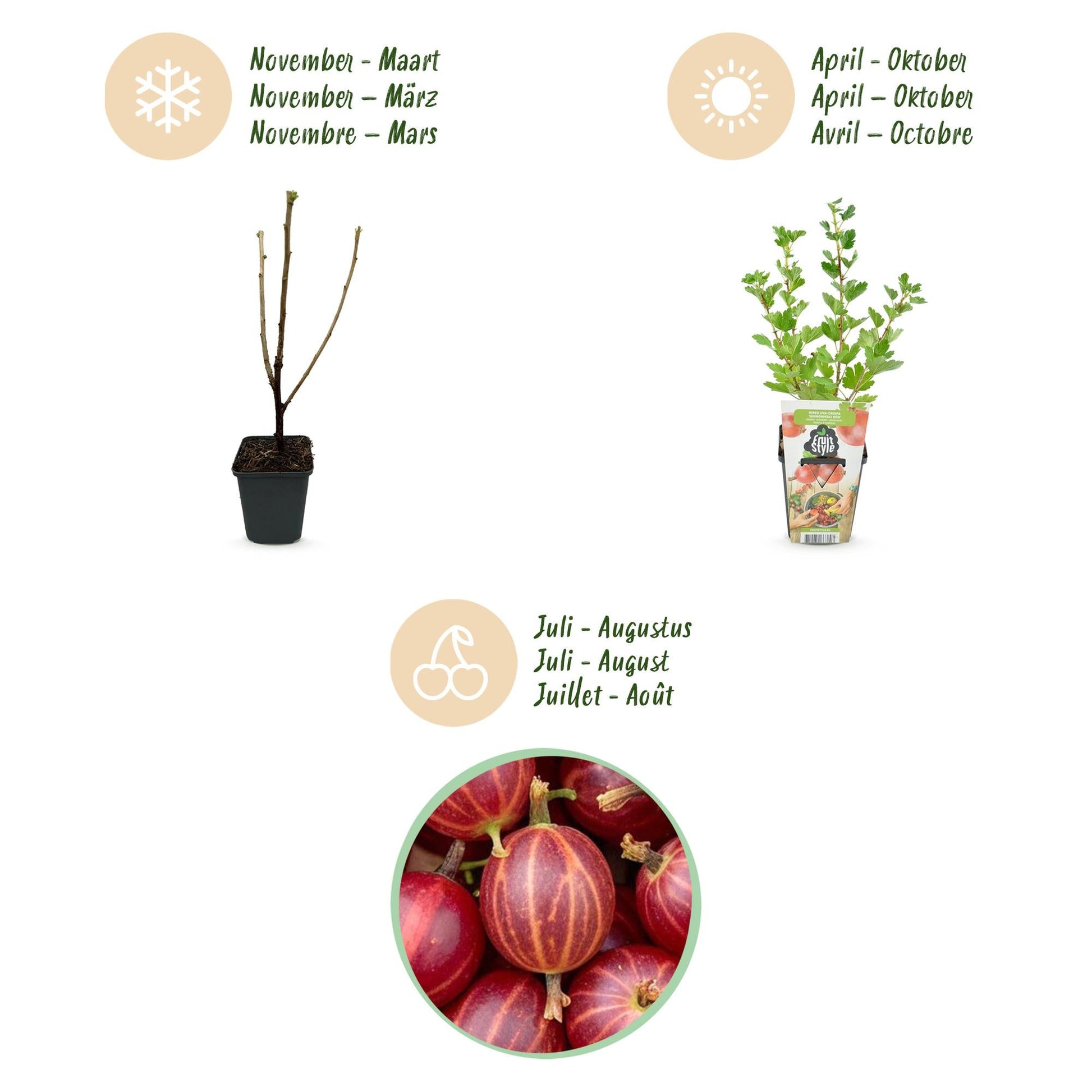 Kruisbes - Ribes uva-crispa Hinnonmaki Rod - Winterhard - 6 Planten - Forestbloom