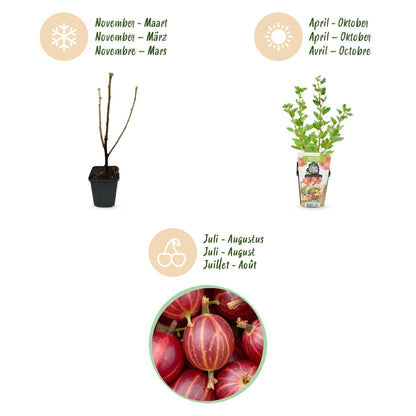 Kruisbes - Ribes uva-crispa Hinnonmaki Rod - Winterhard - 6 Planten - Forestbloom