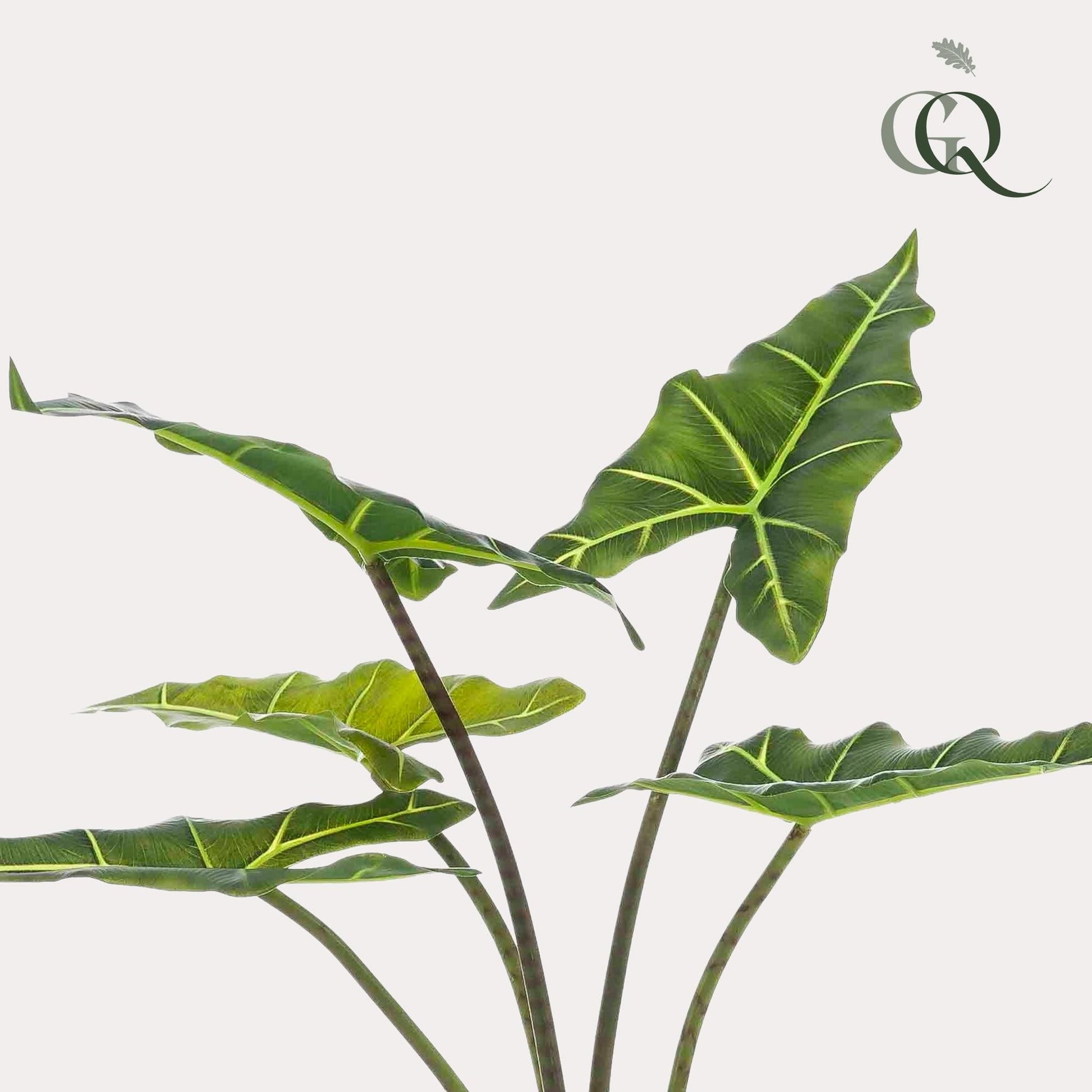 Kunstplant - Alocasia Frydek - Olifantsoor - 80 cm - Forestbloom