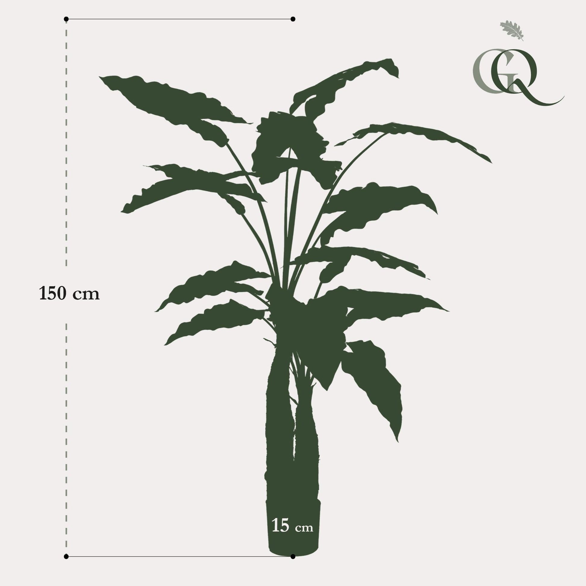 Kunstplant - Alocasia - Olifantsoor - 150 cm - Forestbloom