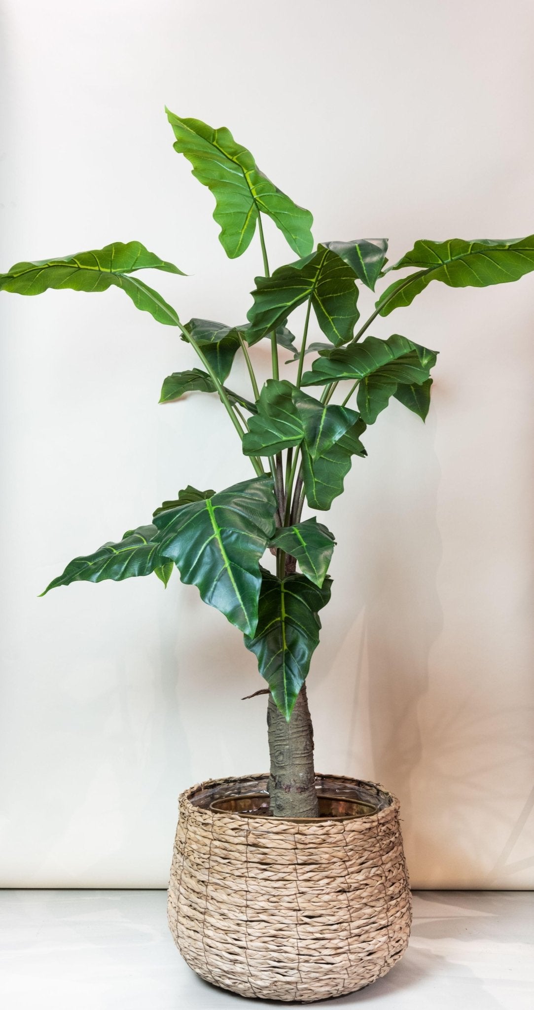 Kunstplant - Alocasia - Olifantsoor - 150 cm - Forestbloom