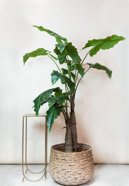 Kunstplant - Alocasia - Olifantsoor - 180 cm - Forestbloom