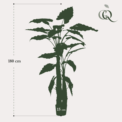 Kunstplant - Alocasia - Olifantsoor - 180 cm - Forestbloom