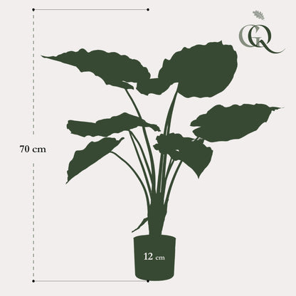 Kunstplant - Alocasia - Olifantsoor - 70 cm - Forestbloom
