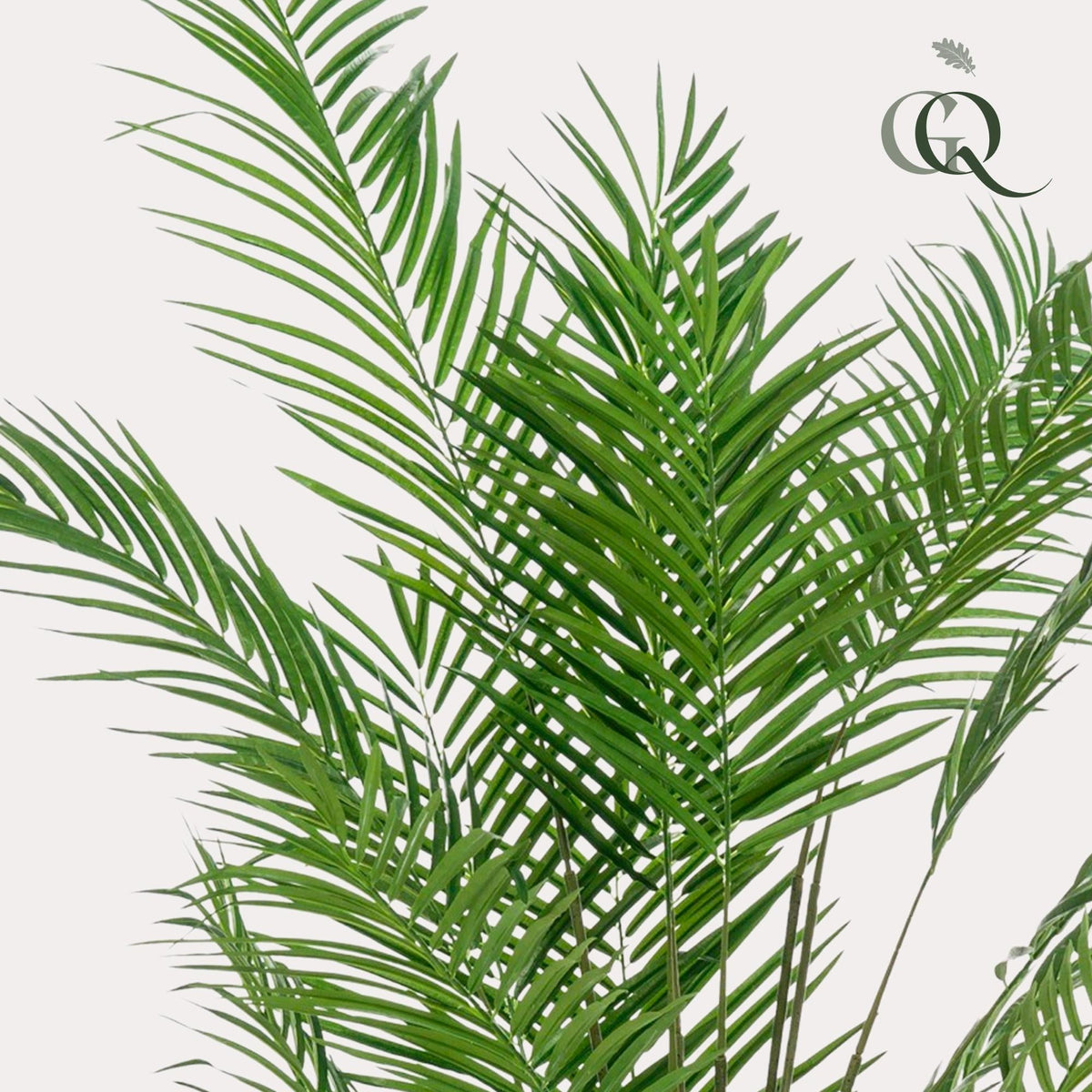 Kunstplant - Areca Lutescens - Goudpalm - 180 cm - Forestbloom