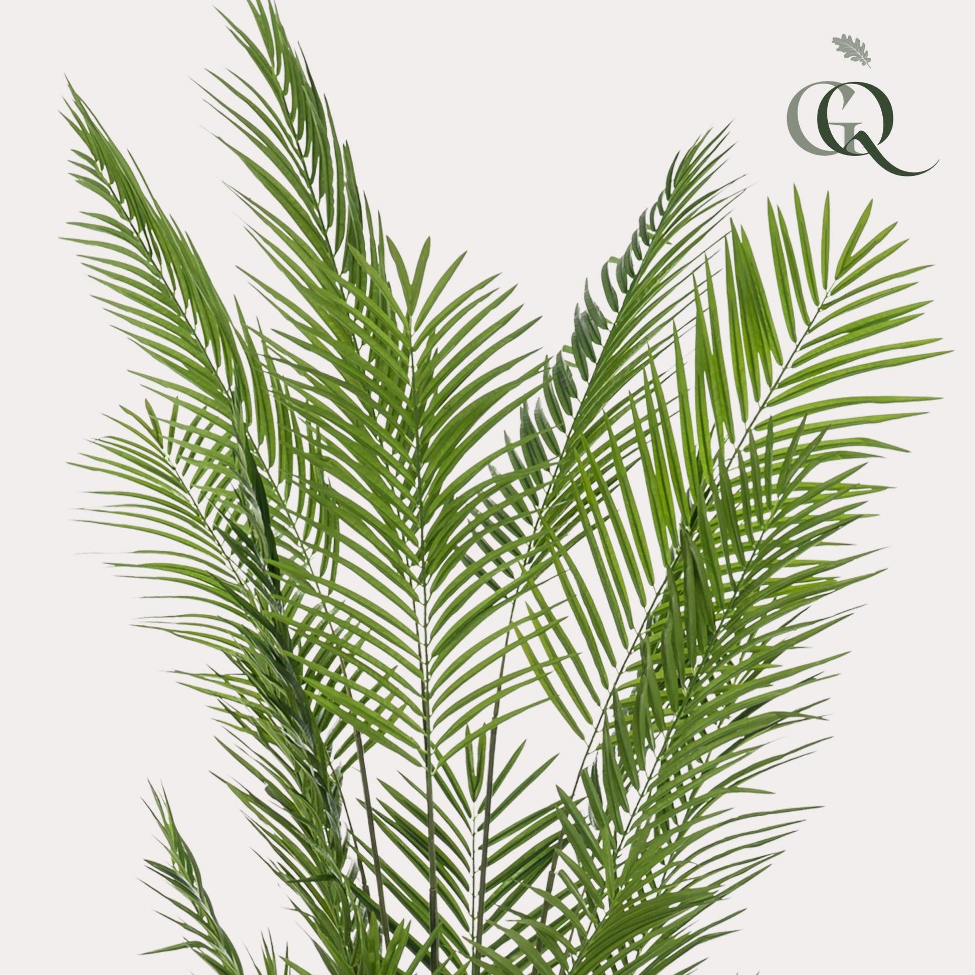 Kunstplant - Areca Lutescens - Goudpalm - 240 cm - Forestbloom