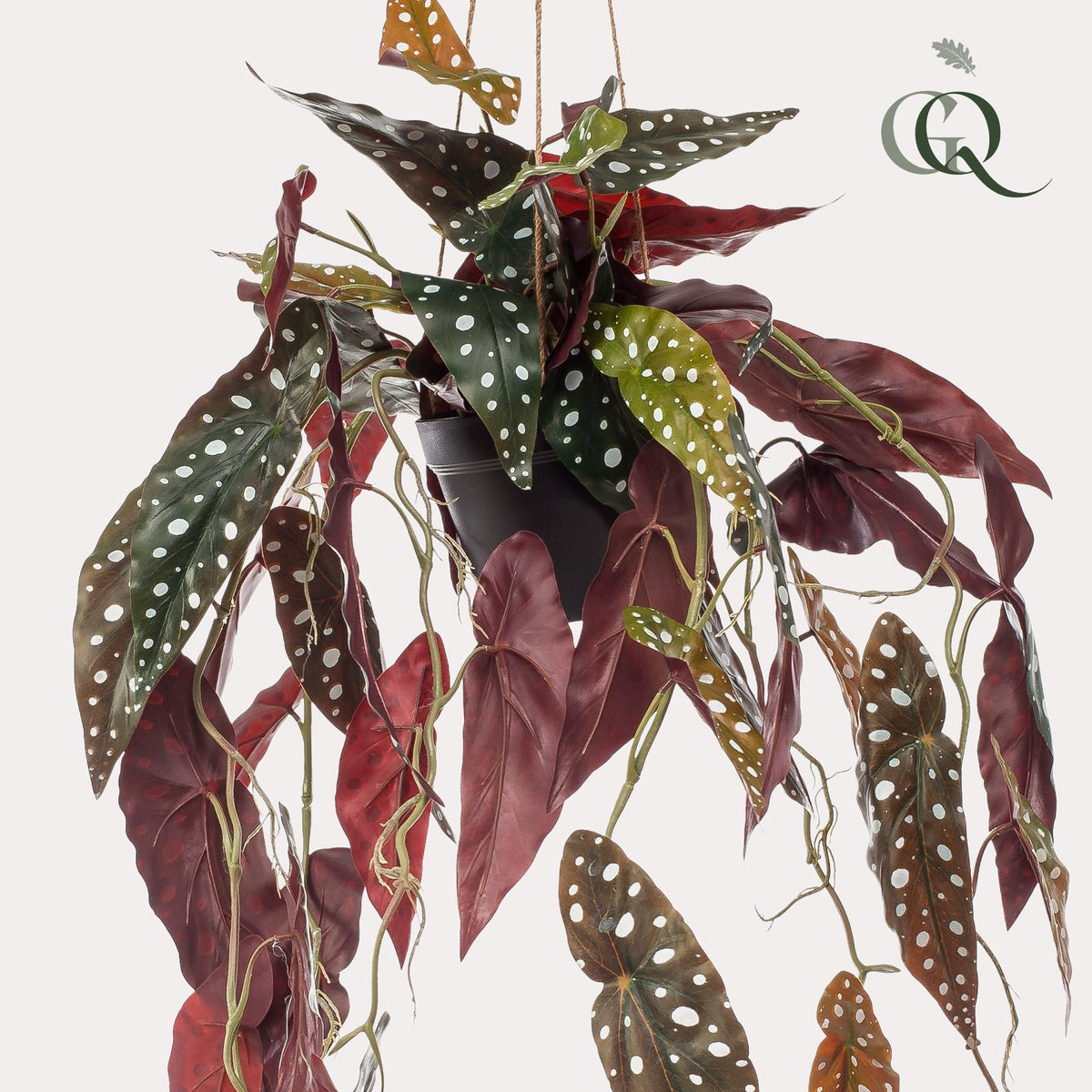 Kunstplant - Begonia Maculata - Stippenbegonia - 80 cm - Forestbloom