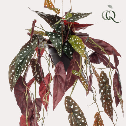 Kunstplant - Begonia Maculata - Stippenbegonia - 80 cm - Forestbloom