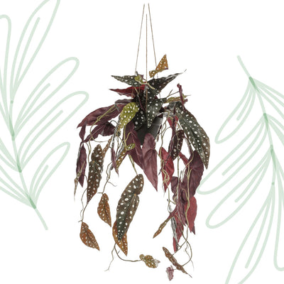 Kunstplant - Begonia Maculata - Stippenbegonia - 80 cm - Forestbloom
