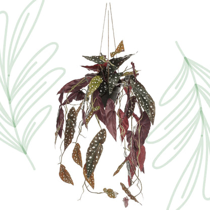 Kunstplant - Begonia Maculata - Stippenbegonia - 80 cm - Forestbloom