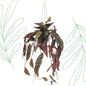 Kunstplant - Begonia Maculata - Stippenbegonia - 80 cm - Forestbloom
