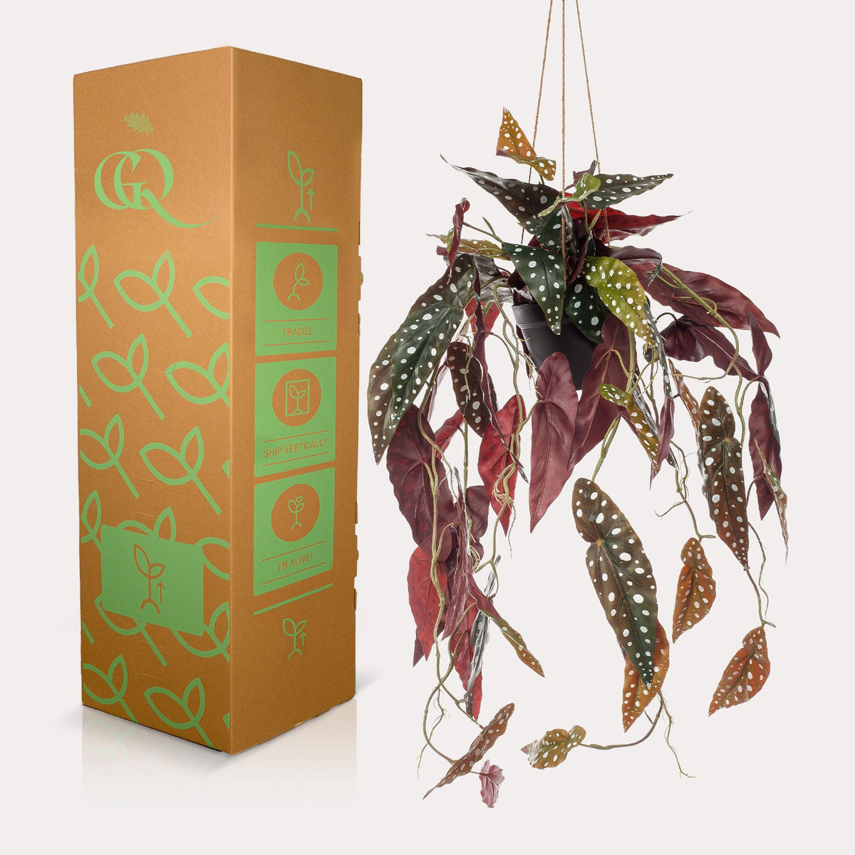 Kunstplant - Begonia Maculata - Stippenbegonia - 80 cm - Forestbloom