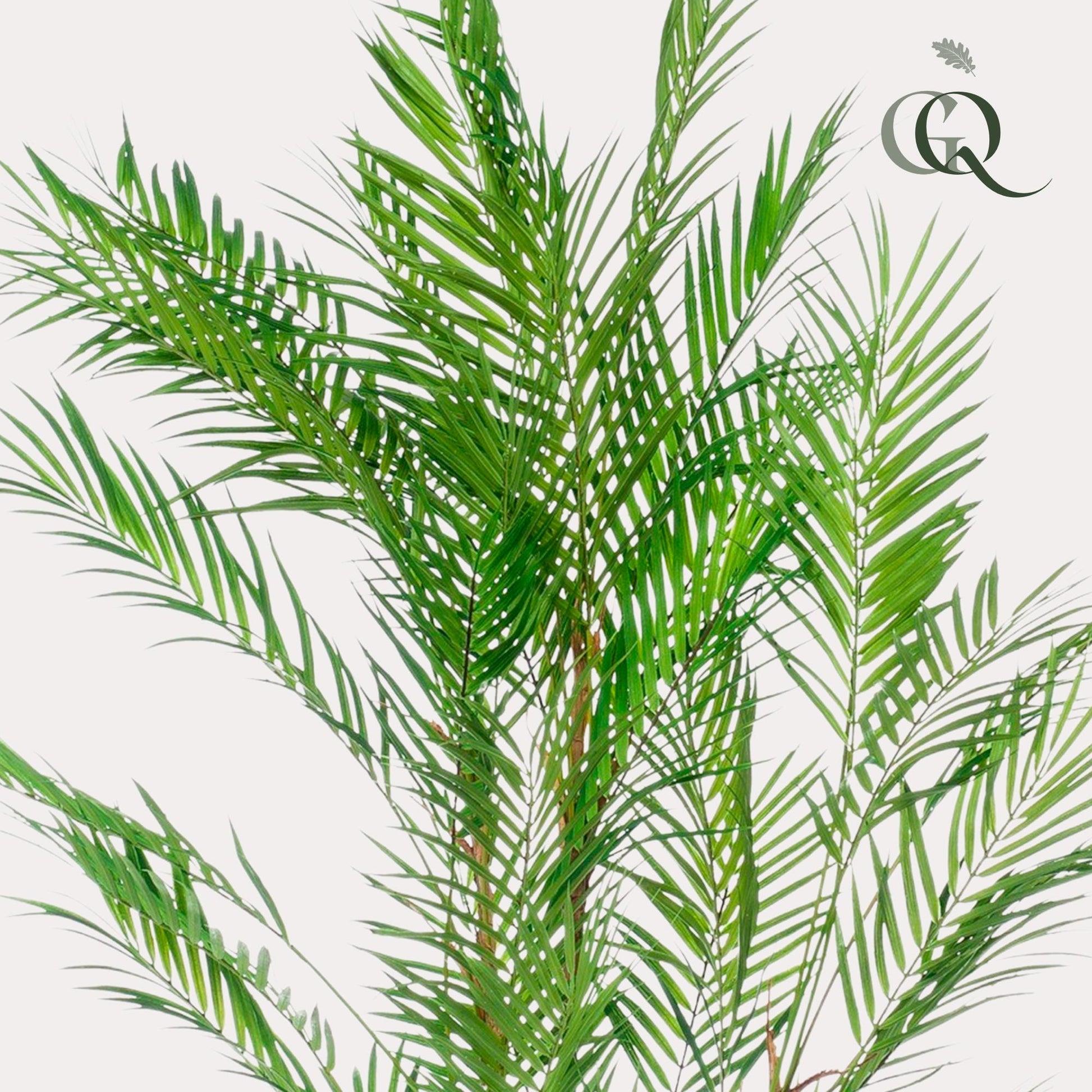 Kunstplant - Chamaedorea Elegans - Bergpalm - 120 cm - Forestbloom