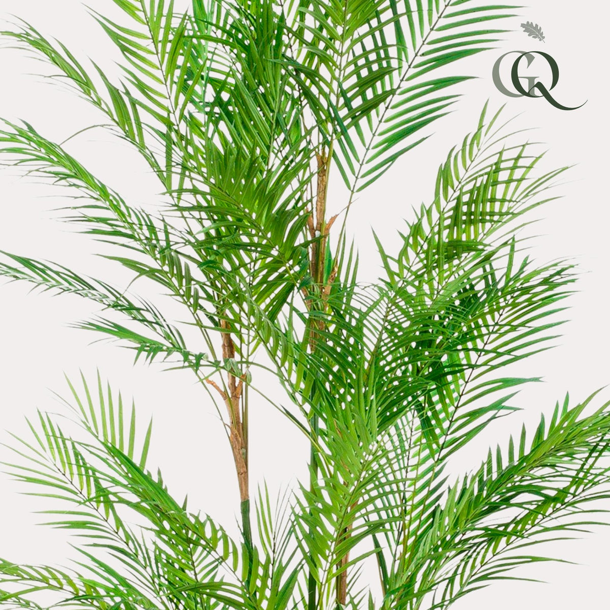 Kunstplant - Chamaedorea Elegans - Bergpalm - 180 cm - Forestbloom