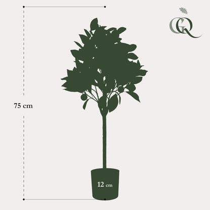 Kunstplant - Citrus Sinensis - Sinaasappelboom - 75 cm - Forestbloom