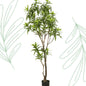 Kunstplant - Dracaena - Drakenboom - 190 cm - Forestbloom