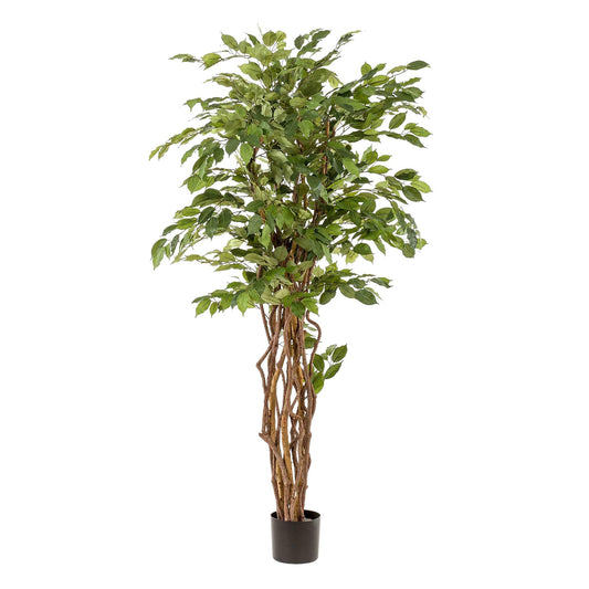 Kunstplant - Ficus liana - Vioolbladplant - 170 cm - Forestbloom