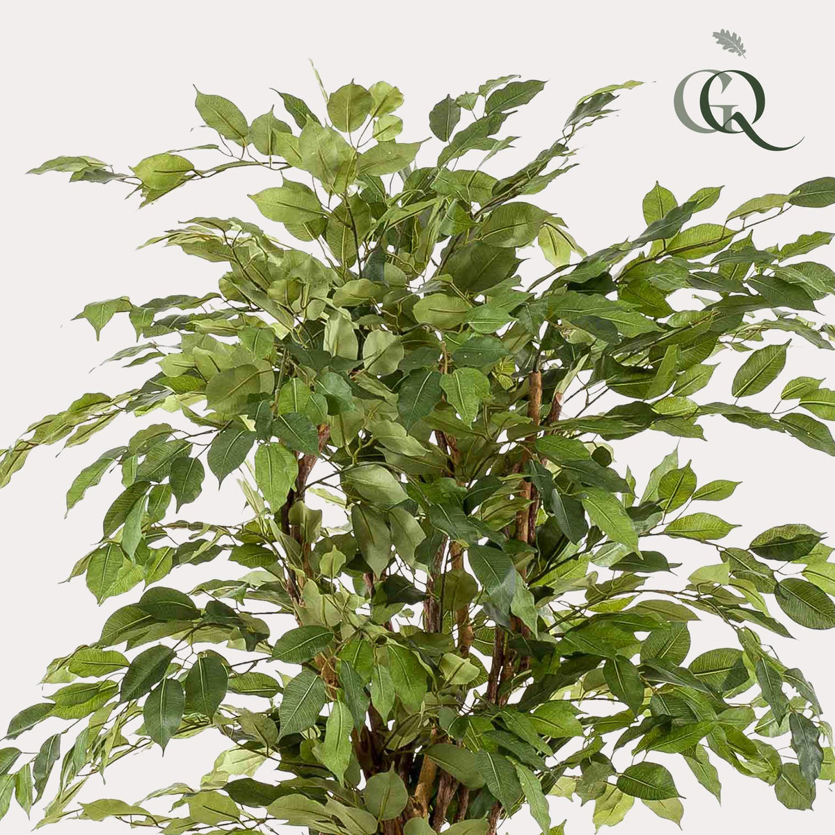 Kunstplant - Ficus liana - Vioolbladplant - 170 cm - Forestbloom