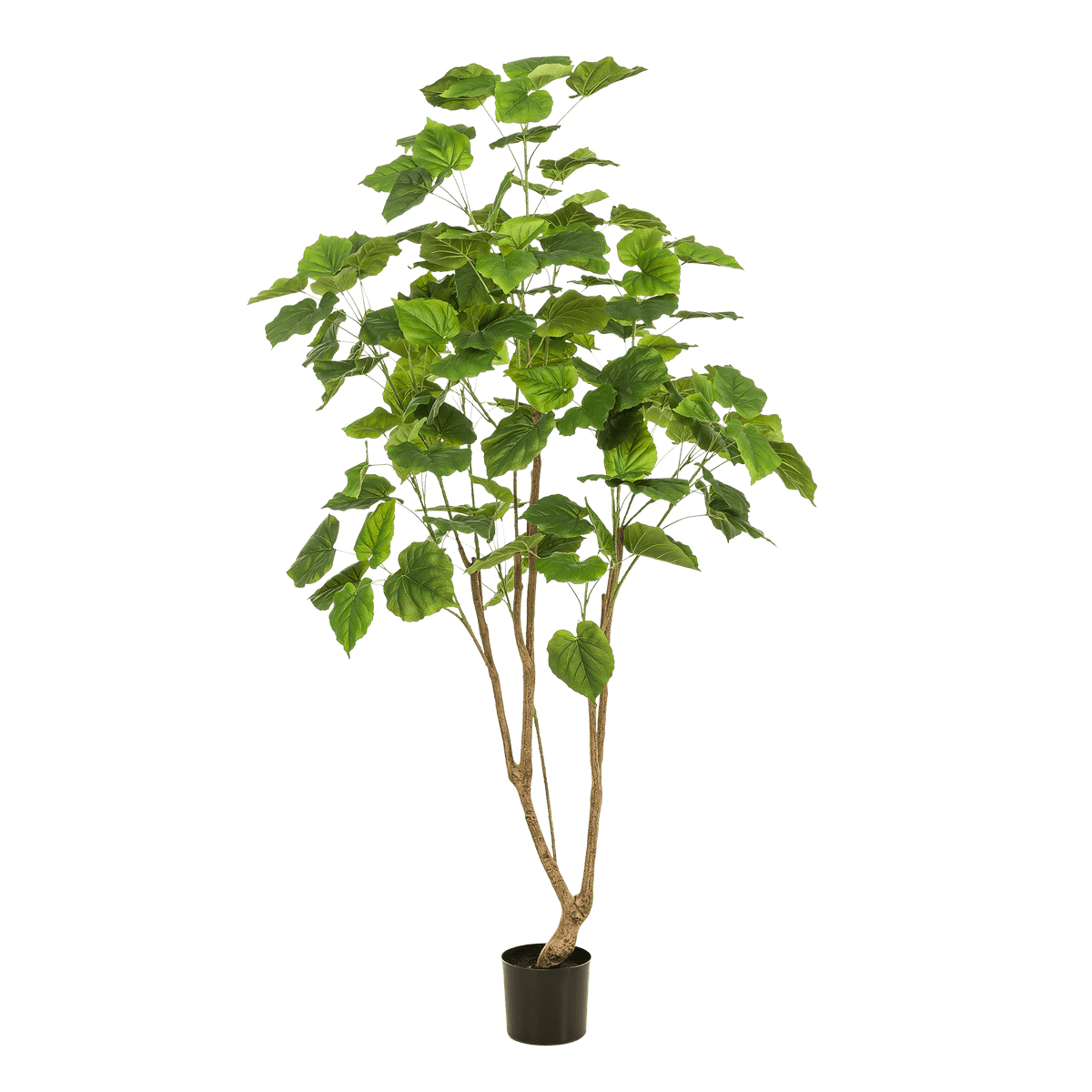 Kunstplant - Ficus umbellate - Afrikaanse vijg - 180 cm - Forestbloom