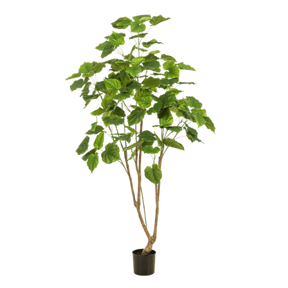 Kunstplant - Ficus umbellate - Afrikaanse vijg - 180 cm - Forestbloom
