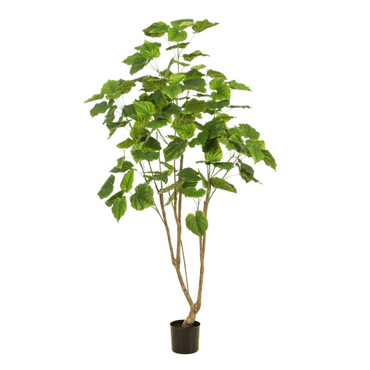 Kunstplant - Ficus umbellate - Afrikaanse vijg - 180 cm - Forestbloom