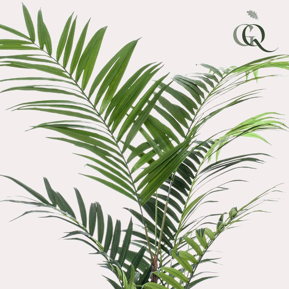 Kunstplant - Kentiapalm - 210 cm - Forestbloom