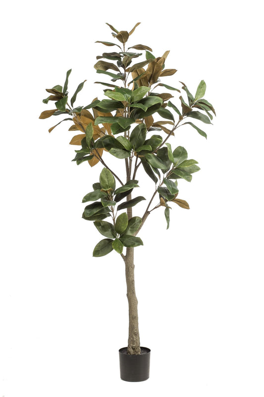 Kunstplant - Magnolia Grandiflora - 180 cm - Forestbloom