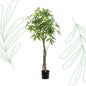 Kunstplant - Pachira Aquatica - Geldboom - 150 cm - Forestbloom