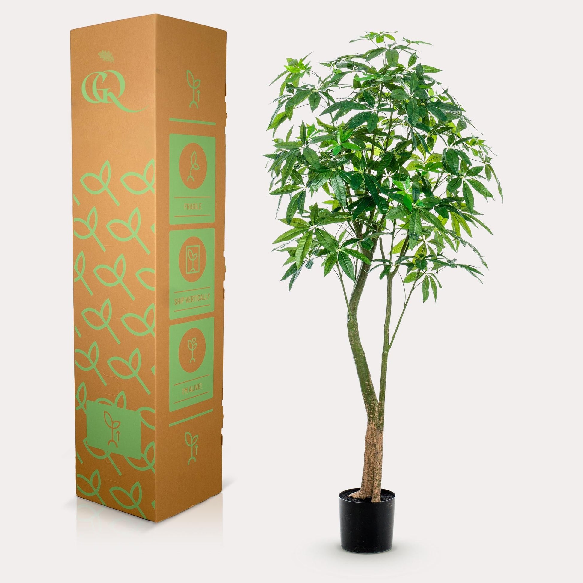 Kunstplant - Pachira Aquatica - Geldboom - 180 cm - Forestbloom