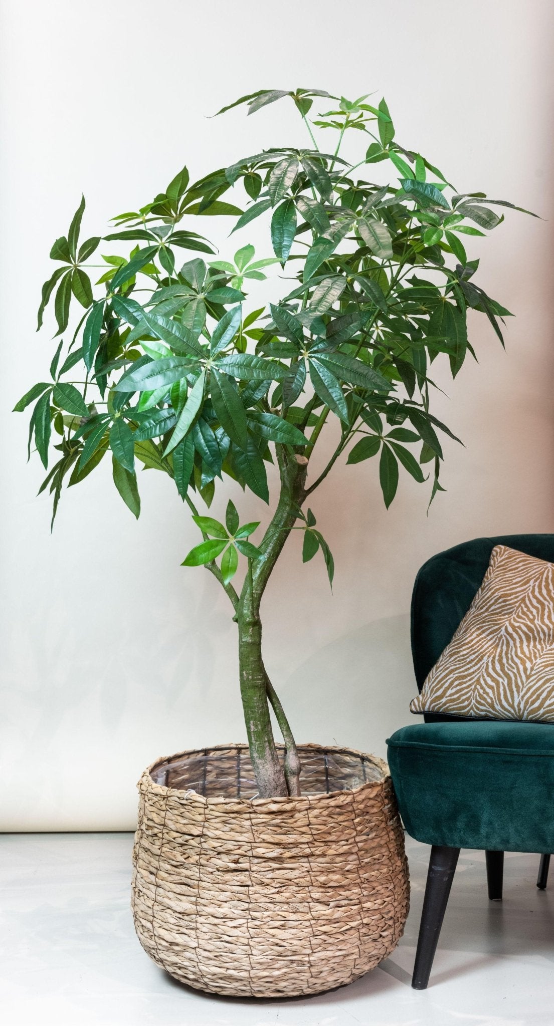 Kunstplant - Pachira Aquatica - Geldboom - 180 cm - Forestbloom