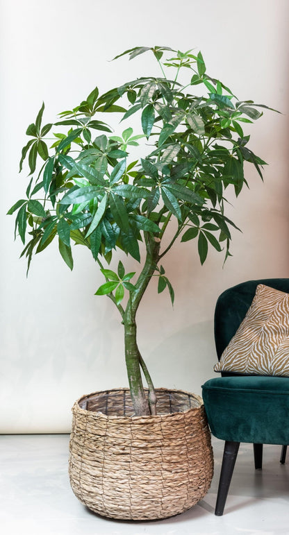 Kunstplant - Pachira Aquatica - Geldboom - 180 cm - Forestbloom