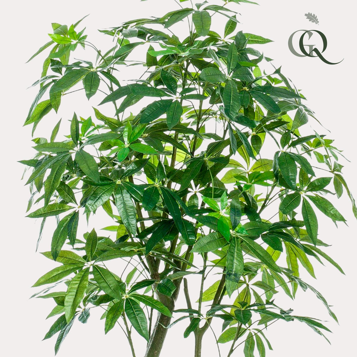 Kunstplant - Pachira Aquatica - Geldboom - 180 cm - Forestbloom